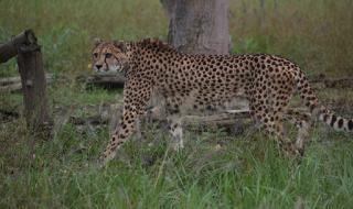 上海野生动物园门票 上海野生动物园门票