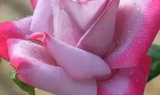 没有情人节的情人节