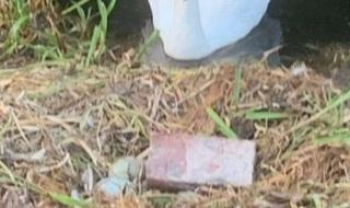 舞蹈天鹅之死 舞蹈天鹅之死